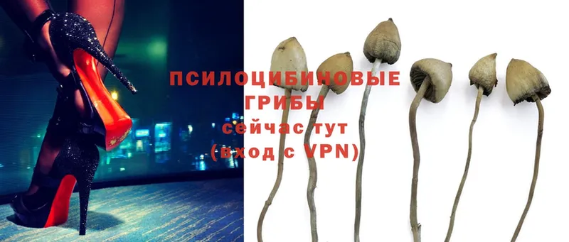 Галлюциногенные грибы Psilocybe  Ворсма 